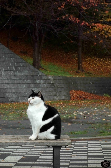 キャプション01